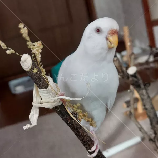 迷い鳥の写真