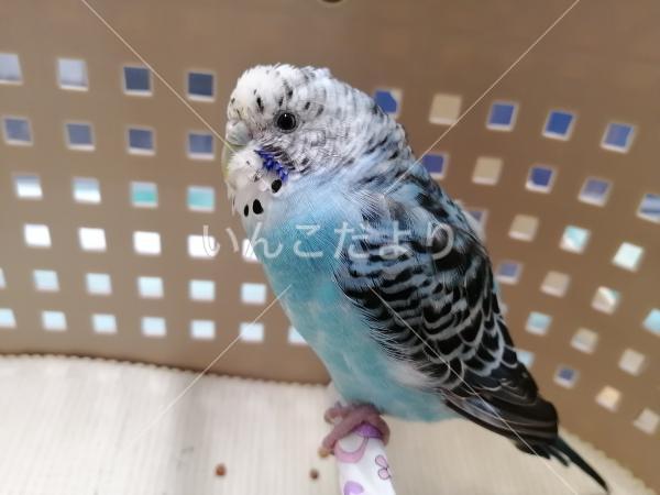 保護鳥の写真