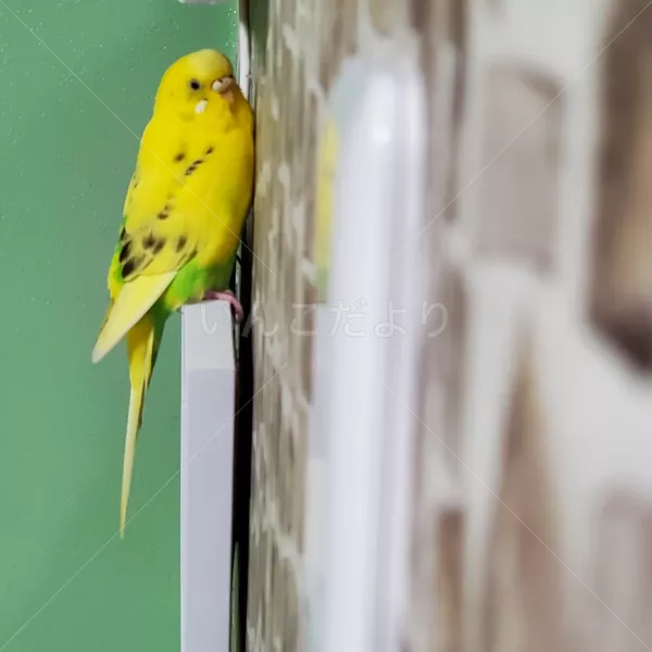迷い鳥の写真