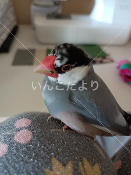 迷い鳥の写真
