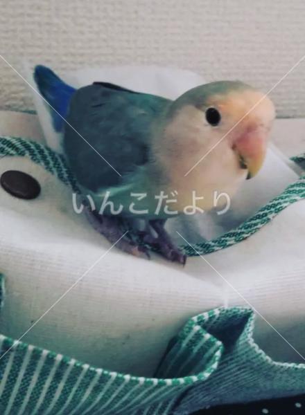 迷い鳥の写真