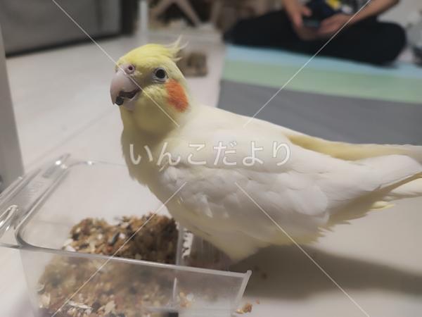 迷い鳥の写真