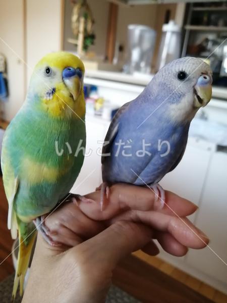 迷い鳥の写真