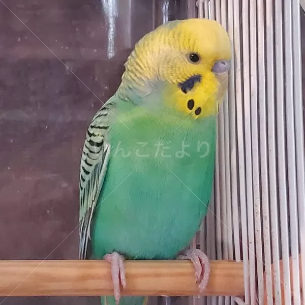 保護鳥の写真