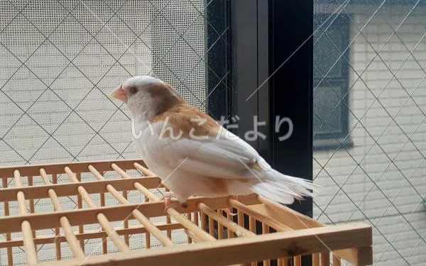 保護鳥の写真