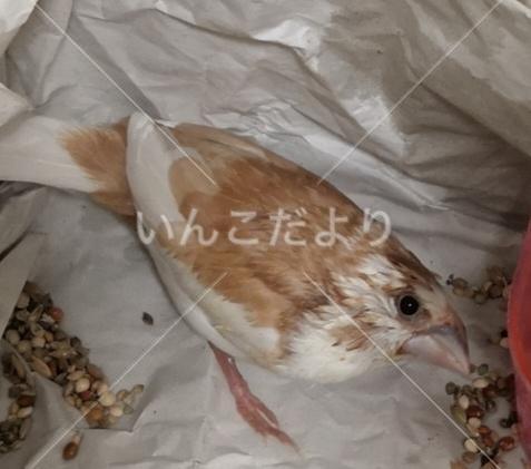 保護鳥の写真