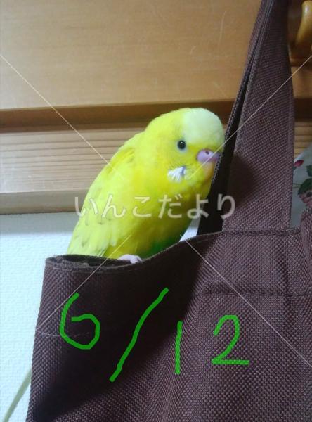 迷い鳥の写真