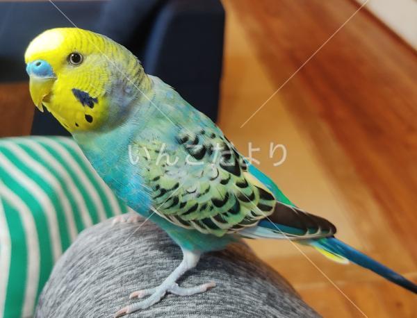 保護鳥の写真