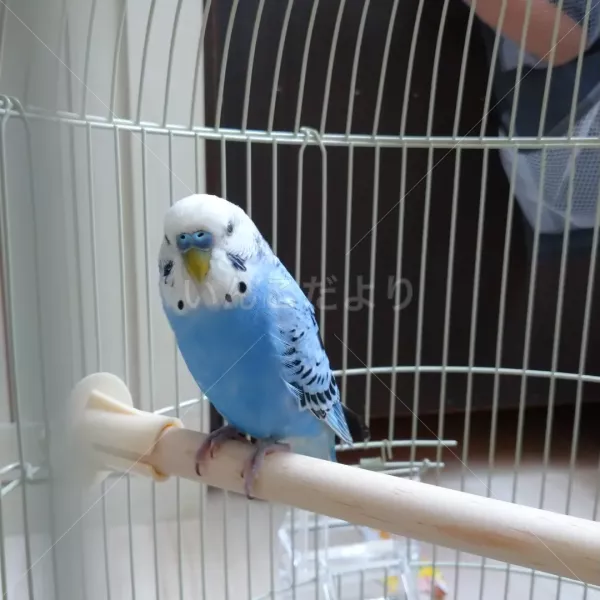 保護鳥の写真