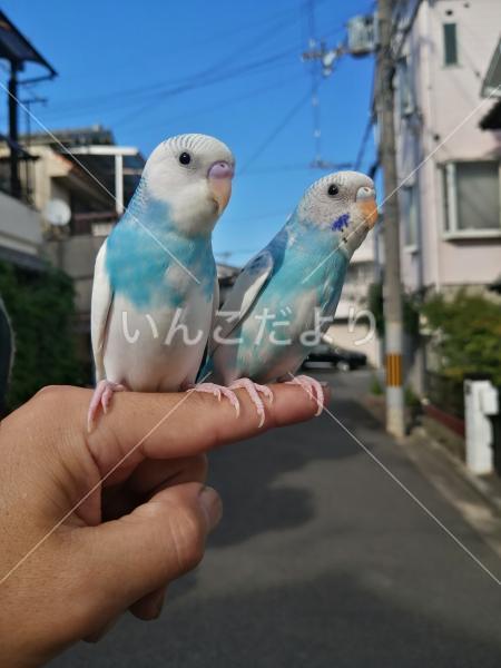 迷い鳥の写真