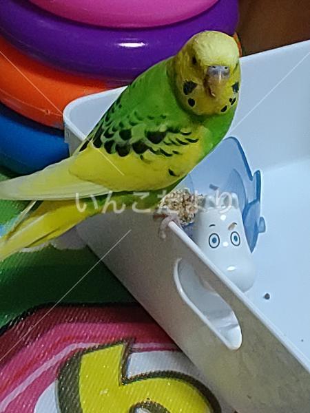迷い鳥の写真