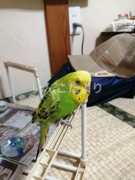 保護鳥の写真