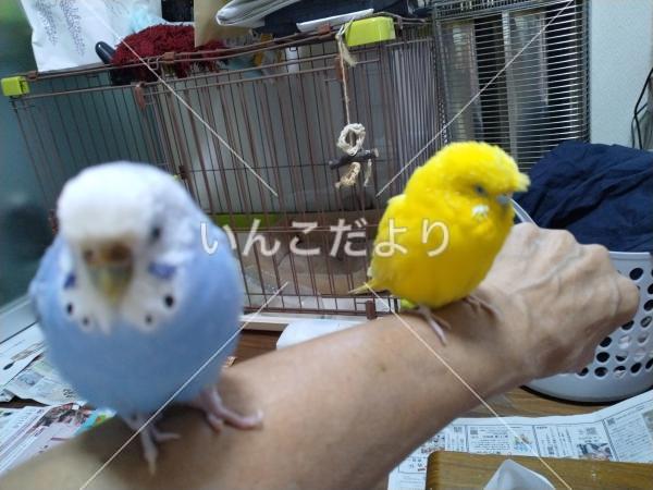 迷い鳥の写真