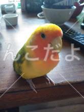 迷い鳥の写真