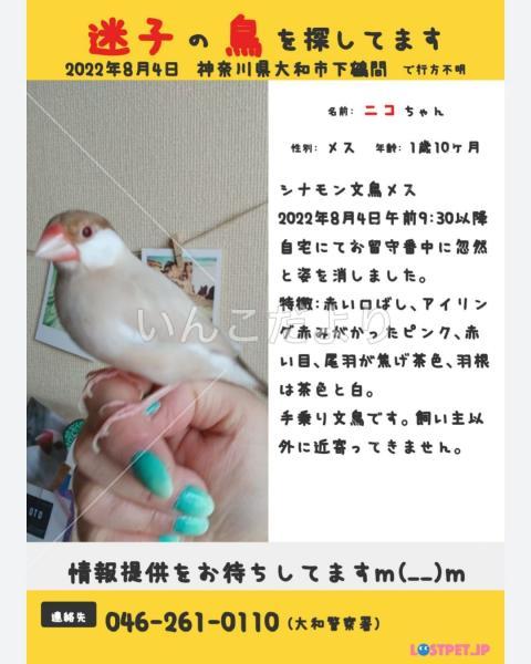 迷い鳥の写真