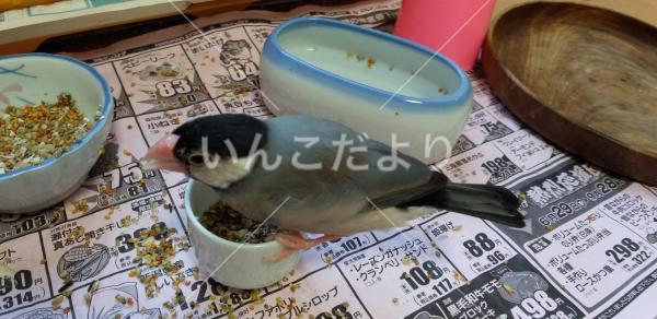 迷い鳥の写真