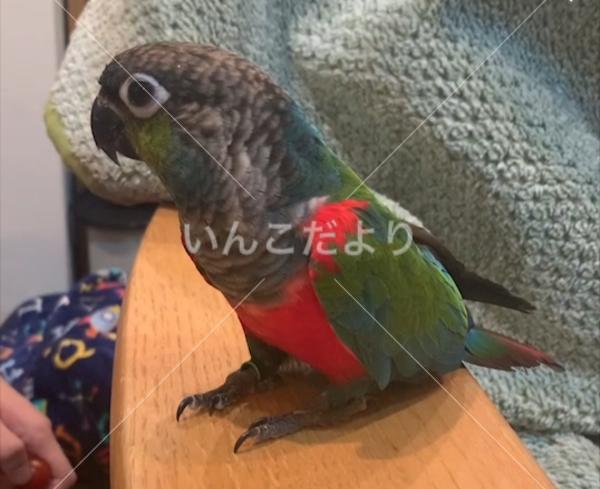 迷い鳥の写真