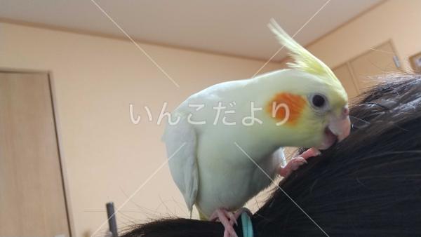 迷い鳥の写真