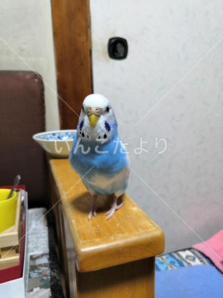 迷い鳥の写真