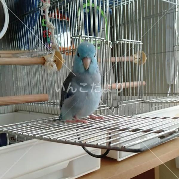 迷い鳥の写真