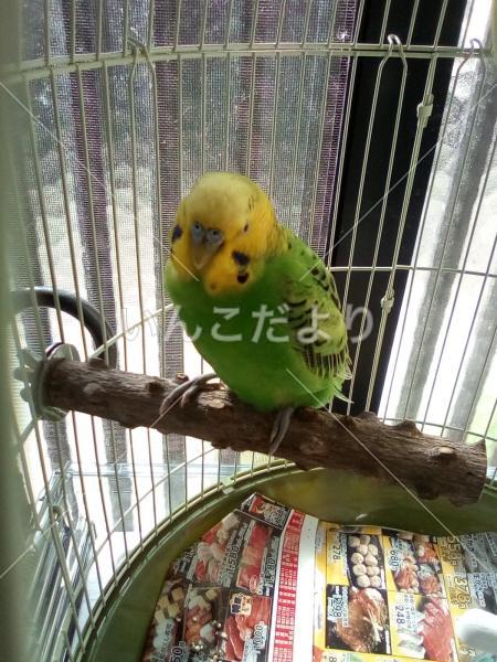 保護鳥の写真