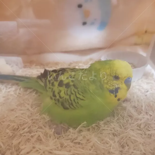 保護鳥の写真