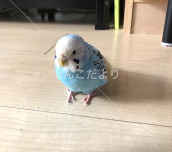迷い鳥の写真