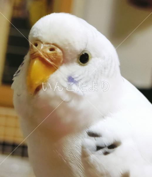 保護鳥の写真