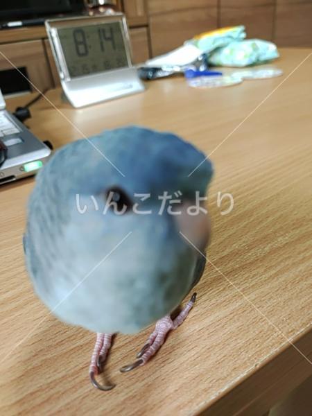 迷い鳥の写真