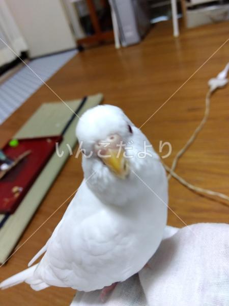 迷い鳥の写真