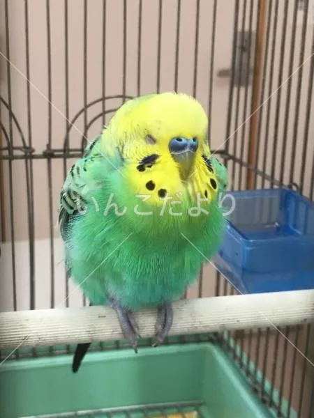 保護鳥の写真