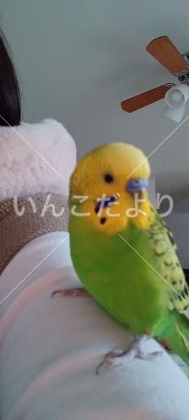 迷い鳥の写真