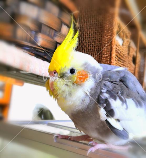 迷い鳥の写真