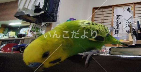 迷い鳥の写真