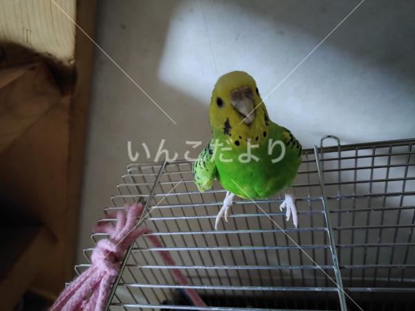 迷い鳥の写真