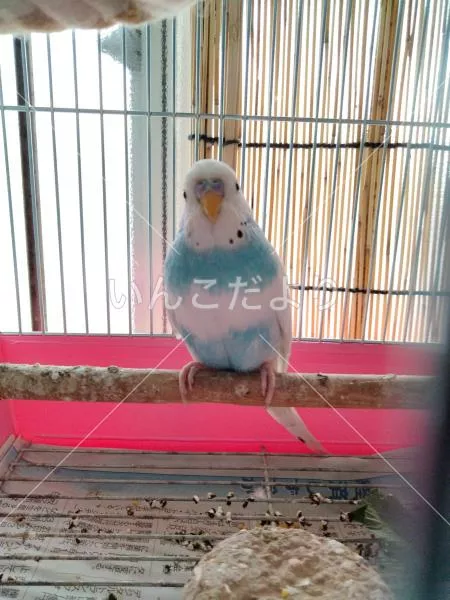 保護鳥の写真
