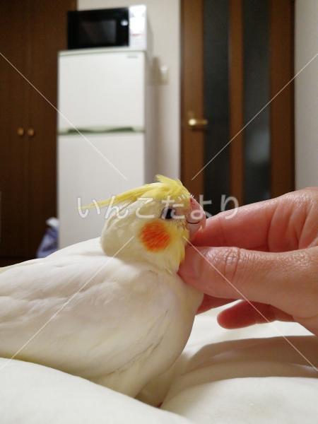 迷い鳥の写真