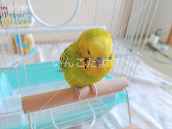 保護鳥の写真