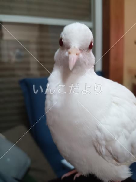 迷い鳥の写真