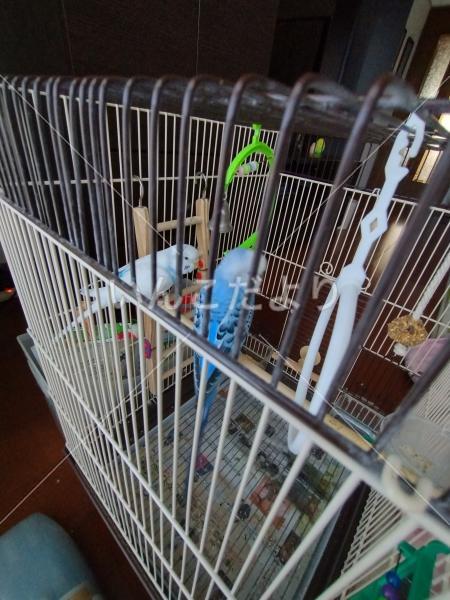 迷い鳥の写真