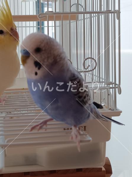 迷い鳥の写真