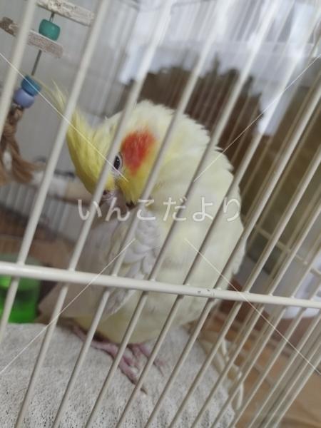 迷い鳥の写真