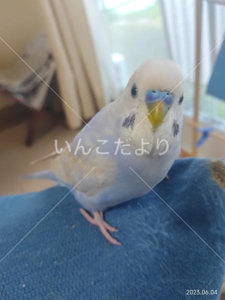 迷い鳥の写真