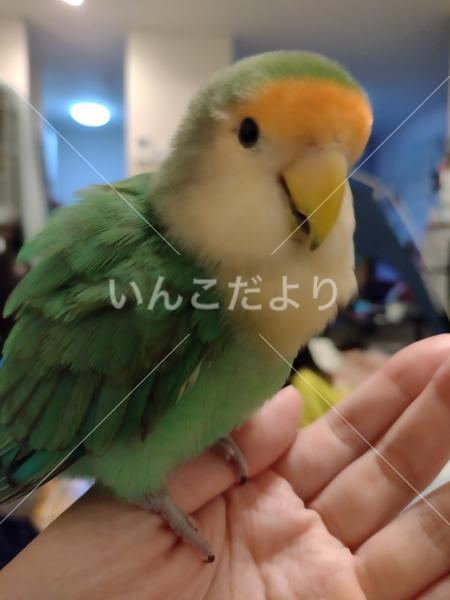 迷い鳥の写真