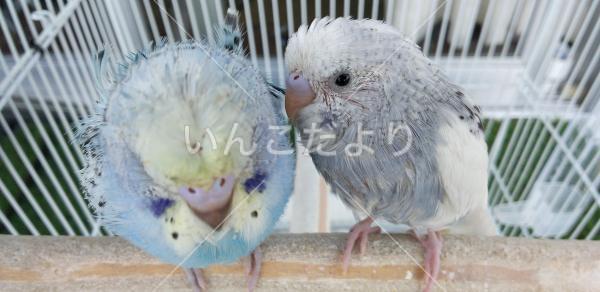 迷い鳥の写真