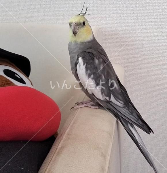 迷い鳥の写真
