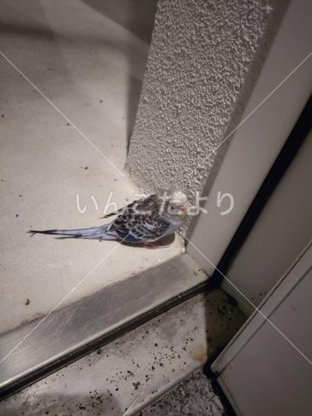 保護鳥の写真