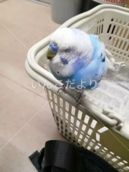 保護鳥の写真
