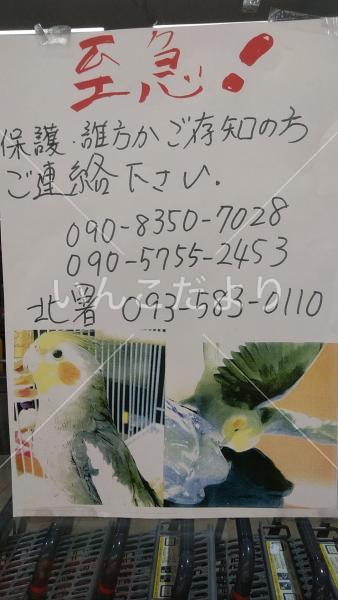 保護鳥の写真