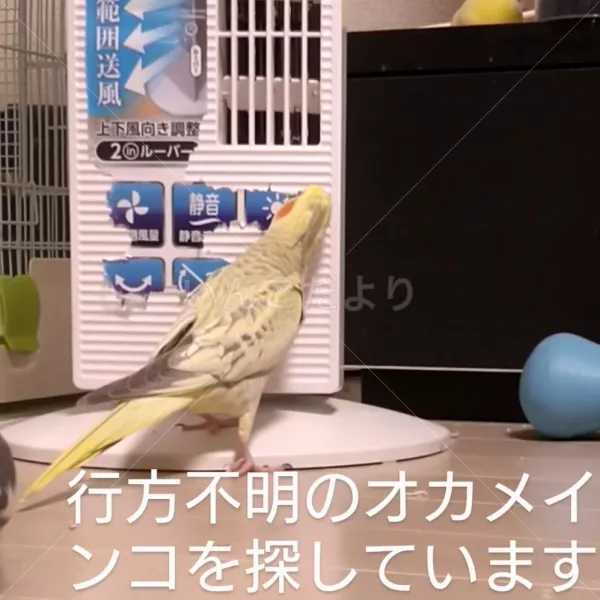 迷い鳥の写真